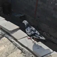 کفتر قیمت 400 هزار