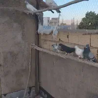 کبوتر|پرنده|سلطانیه, |دیوار