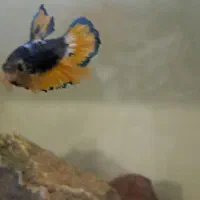 فایتر|ماهی|اصفهان, جلفا|دیوار