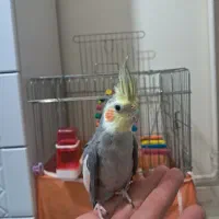 عروس هلندی سخنگو اوازخوان