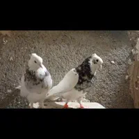 طوقی هفت‌رنگ