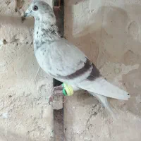 کبوتر|پرنده|کاشمر, |دیوار