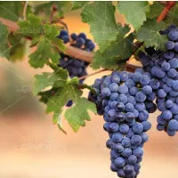 انگور سیاه سردشت دیمی