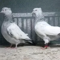 جفت سینه سبز