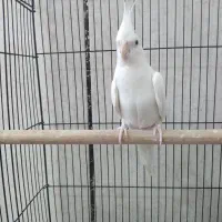 نرو‌ماده‌عروس‌ضمانت‌تخم‌و‌جوجه‌با‌تمام‌وسایل‌وقفس|پرنده|کرباسک, |دیوار