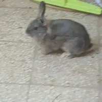 خرگوش خونگی با نمک