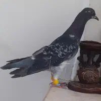 کفترصید|پرنده|مشهد, انصار|دیوار