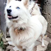 سگ...