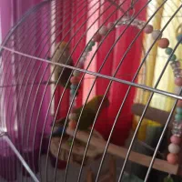 طوطی برزیلی جفت با قفس و متعلقات