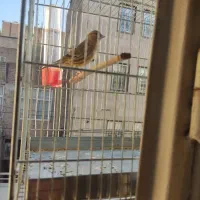 جوجه سهره قناری نر|پرنده|تهران, شمیراننو|دیوار