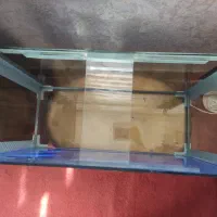 آکواریوم ۶۰ لیتری شیشه ۶ میل+ دماسنج نواری|ماهی|خوی, |دیوار