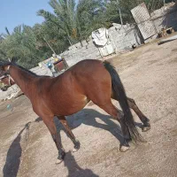 اسب|اسب و تجهیزات اسب‌سواری|کارون, |دیوار