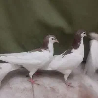 طوقی|پرنده|سبزوار, کهنه آب|دیوار
