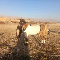 کهره بذری بره بز میش قوچ|حیوانات مزرعه|کوار, |دیوار