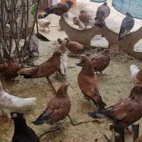 کبوتر کله ای پرتقالی طلایی