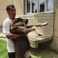 زنده گیری سگ و گربه اتیلا