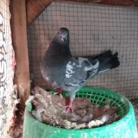 کفتر ماده ساعت بالا پرشی|پرنده|فولادشهر, A4|دیوار