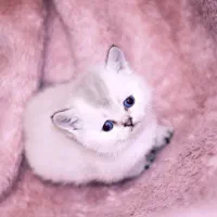 واگذاری بچه گربه