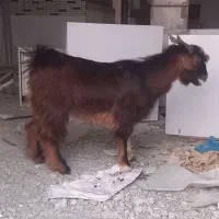 بز نر چاق|حیوانات مزرعه|میناب, |دیوار