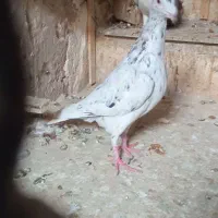 ۲کبوترنر|پرنده|ملکآباد, |دیوار