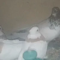 9 تا کبوتر طوقی و 2 تا پرشی