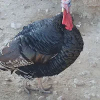 بوقلمون نر|حیوانات مزرعه|ماکو, |دیوار