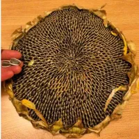 کسی خواست در خدمتم