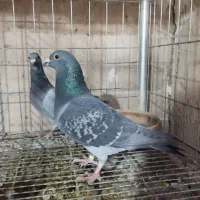 مسافتی آردن و بلژیک.. پیتر مروی ،ون روی،جانسون|پرنده|اصفهان, عطار نیشابوری|دیوار