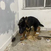 توله ژرمن شولاین بلک فیس موبلند