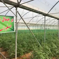 فروش زمین و گلخانه|فروش دفتر صنعتی، کشاورزی، تجاری|بوشهر, |دیوار