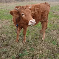 لیشه دورگه جرسی