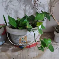 پتوس|گل و گیاه طبیعی|قم, هفت تیر|دیوار