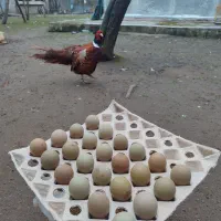 انواع نژاد مرغ و خروس زینتی