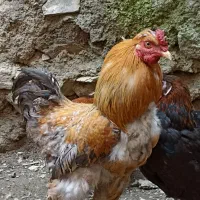 انواع مرغ و خروس کوردی و لاری