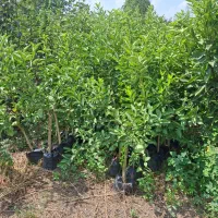 انواع نهال سیاه ریشه کاج نارنج|خدمات باغبانی و درختکاری|قائم‌شهر, |دیوار