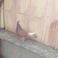 نقره ای  طوقی هفت‌رنگ سرخ فری  ساده هفت‌رنگ|پرنده|سبزوار, امیر کبیر|دیوار