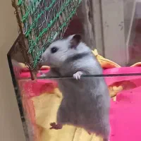 همستر دستی و بامزه ۳ تا فقط ۴۰۰|حیوانات مزرعه|زنجان, |دیوار