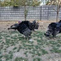 بوقلمون نرو ماده|حیوانات مزرعه|یزد, |دیوار