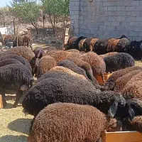 فروش میش ابستن سنگین و بره قوچ های همو