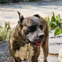 سگ ژرمن ، پیت بول ، باکسر|سگ|اصفهان, طامه|دیوار