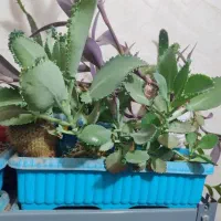 گل های آپارتمانی