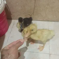 جوجه اردک یک ماهه