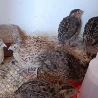 بلدرچین ۴۰ روزه