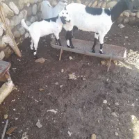 دو بز ویک کهره نر|حیوانات مزرعه|مهران (هرمزگان), |دیوار