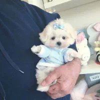 سگ عروسکی سایز ریز مینیاتوری3/800