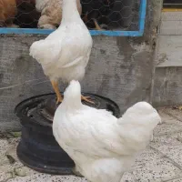 طاقچه ویاندوت وایت بوف جی اس جی