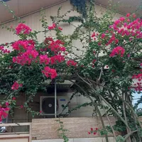 واحد حدود پنجاه متر یه خوابه مستقل