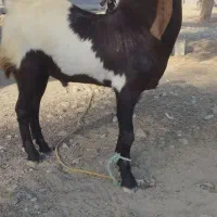 نری یک ساله پاکستانی اصل|حیوانات مزرعه|میناب, |دیوار