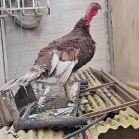 بوقلمون نر