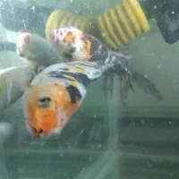 ماهی کوی نژاد دار|ماهی|تهران, ائمه اطهار|دیوار